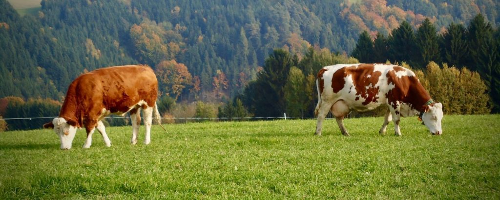 Kühe grasen am Biohof Hinterlehen